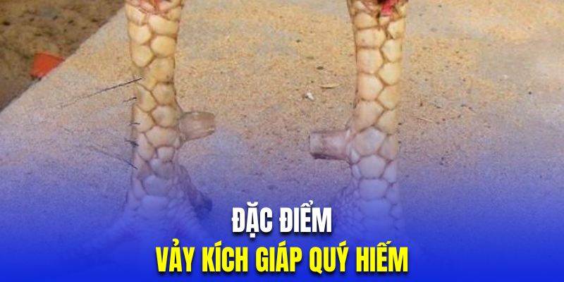 Đặc điểm nhận biết vảy kích giáp gà đá