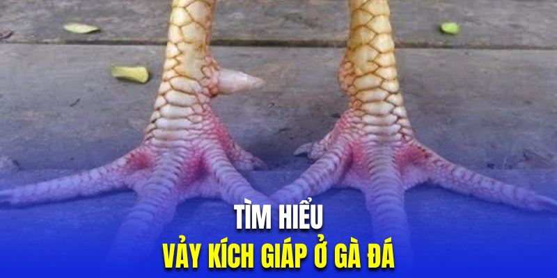 Tìm hiểu cựa kê kích giáp