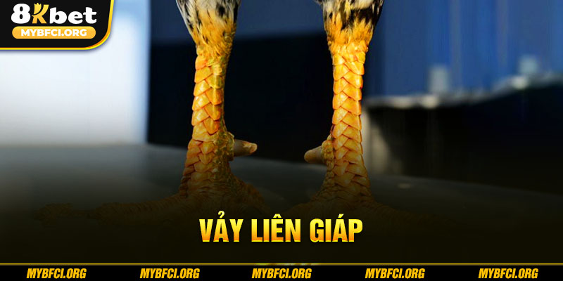 vảy liên giáp